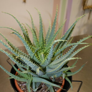 ALOES 40cm