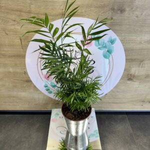 ARECA 40cm