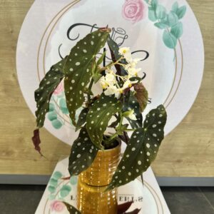 BEGONIA MACULATA