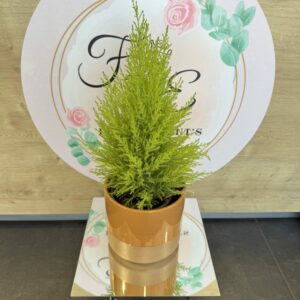 CUPRESSUS