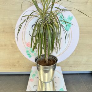 DRACEANA 60cm
