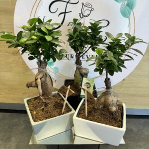 FICUS