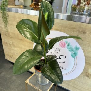 FICUS ELASTIQUA 90cm 1 tige