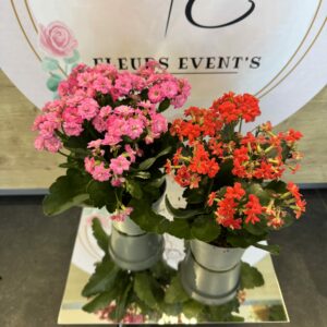 KALANKOE DIAMETRE 10CM