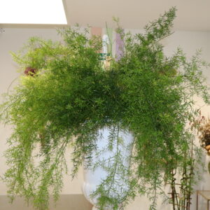 ASPARAGUS SPONGERUS