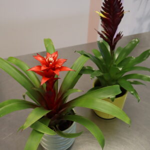 BROMELIA 30cm