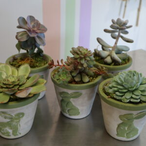PLANTE GRASSE
