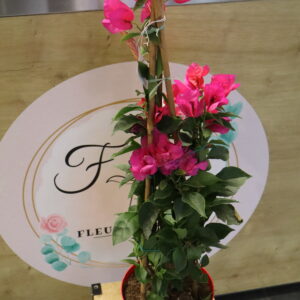 BOUGAINVILLIER 80cm