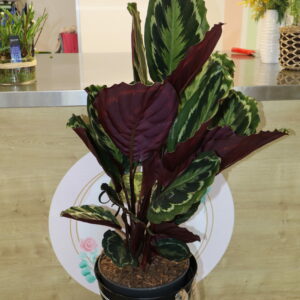 CALATHEA 40cm