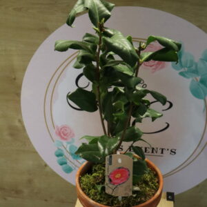 CAMELIA DU JAPON ROSE 60cm