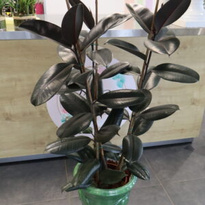 FICUS ELASTIQUA 110cm 3 tige