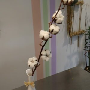 COTTON