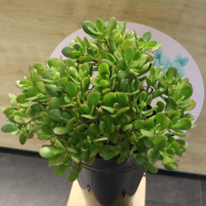 CRASSULA 90cm