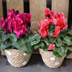 CYCLAMEN 10cm