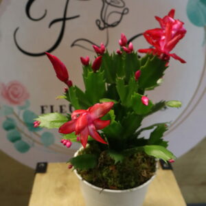 EPIPHYLLUM ROSE 20cm