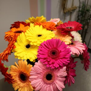 GERBERA