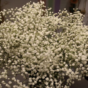 GYPSOPHILE
