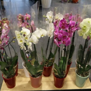 ORCHIDEE 2 TIGES