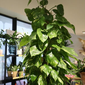 POTHOS GRIMPANT 1M50