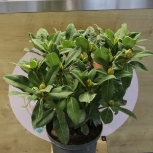 RHODODENDRON 60cm
