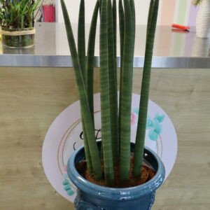 SANSEVIERIA SYLINDRICA 1m