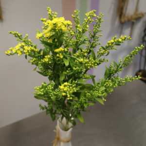SOLIDAGO