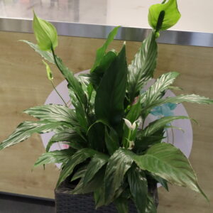 SPATHIPHYLLUM 80cm
