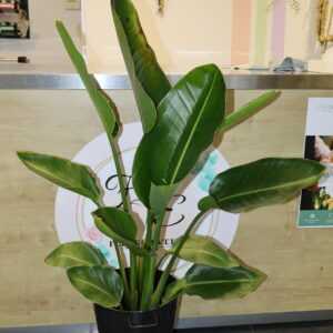 STRELITZIA 120cm