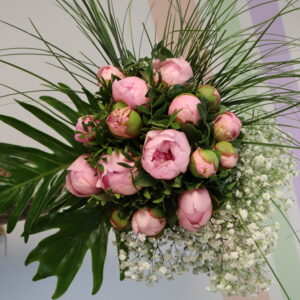 PIVOINE ECLATANTE